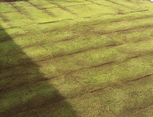 Acondicionamiento de terreno para plantar cesped natural